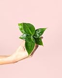 Platanera Musa | Mini Plantas Naturales Interior | Pur Plant