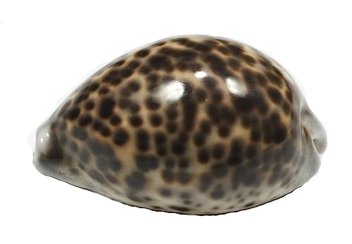 ASHIRWAD Tiger Kaudi Kaudi Kauri Muscheln Schlangenkopf Cypraea Durga Laxmi Kauri Kawadi, Kawdi nautische Stranddekoration (7,6–8,9 cm)