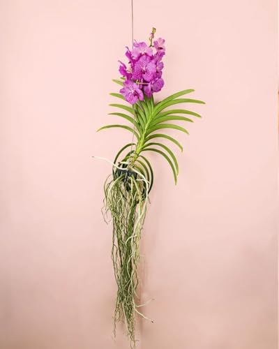 PUR PLANT Orquídea Vanda Mix | Orquídea Natural de Interior | Planta Exótica con Flor | 21 × 60 cm