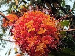 BONOBITHI Saraca Asoca, Sita Ashok, Ashoka Tree, Ashok Flower Plant 1 Live Healhty Plant