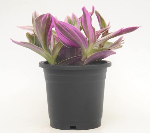 Image of Pink Wandering Live Plant with Pot | Rare Tradescantia Nanouk for Home & Office Decor | Vibrant Pink-Green Foliage | Easy-Care Indoor Plant for Shelf, Desk & Gifting