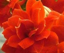 Come Coltivare L’ortensia Dal Seme: Guida Passo Passo - Foto 4