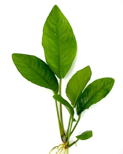 Anubias Topfpflanzen-Set – Bonsai, Hastifolia & Gracilis |Anubias Wasserpflanzen für Aquarium