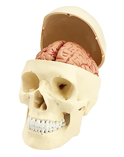 QWORK 3 Part Human Skull Model and 8-Part Brain Model with Numbers, 1:1 Life Size Anatomy Model for Medical Teaching Learning