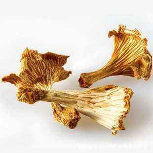 Mushroomstorm Dried Chanterelle Mushrooms thumb #4