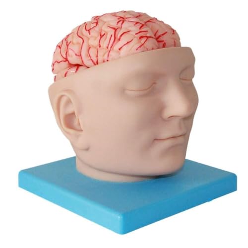 Cerveau humain anatomique pour cours de science et démonstration médicale en laboratoire