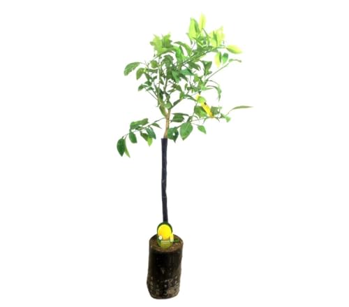 Garden Center Shop | Pomelo Blanco TB20 100 cm | Árbol cítrico natural rico en vitamina C | Follaje ornamental y fruto refrescante | Fácil de cultivar en huertos urbanos, terrazas y jardines