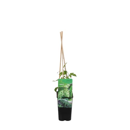 Bloomique - Humulus Lupulus - Planta de lúpulo - Adecuada para la elaboración de cerveza - Plantas trepadoras - Plantas de jardín - Resistente - Maceta de 15 cm - 70-80 cm de altura