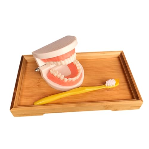 MUSISALY Toddler Teething Aid Deciduous Tooth Model 1 Set Child Teeth Model for Boys and Girls Brushing Education