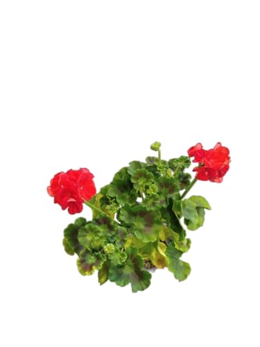 DECOALIVE Geranio Rojo – Planta Natural en Maceta – Resistente y de Fácil Mantenimiento