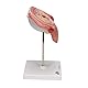 3B Scientific Menschliche Anatomie - Fetus, 5. Monat, Rückenlage + kostenlose Anatomie App - 3B Smart Anatomy, 5th Month, L10/6
