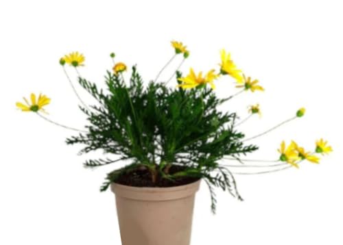 Planta natural Euryops, 20-30 cm. Margarita Amarilla. Arbusto perenne con flores amarillas abundantes, follaje verde y gran resistencia. Segura Garden.