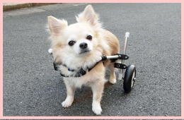 Amazon.co.jp: 小型犬用2輪歩行器 車いす ダックス チワワ等 Sサイズ