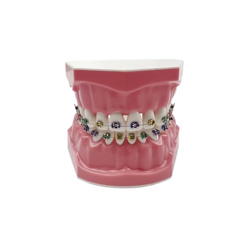 Modèle de dents pour la pratique et l'apprentissage de l'anatomie bucco-dentaire