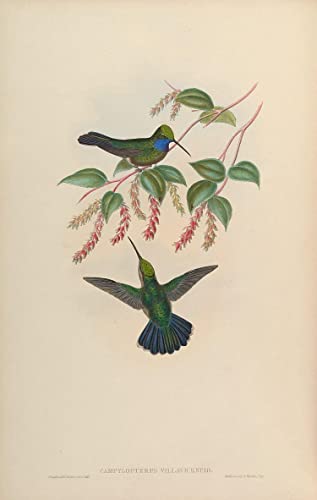 Animal oiseau tableau naturaliste John Gould déco murale chambre 60x90