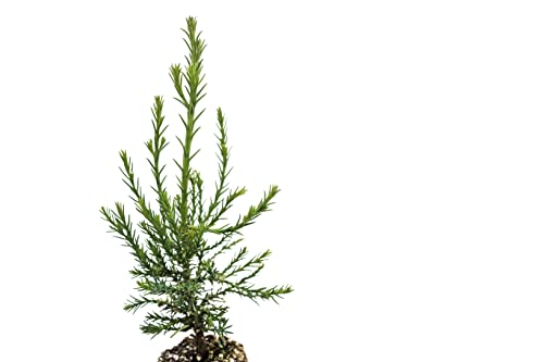 Giant Sequoia | Medium Tree Seedling | The Jonsteen Company #TOP2