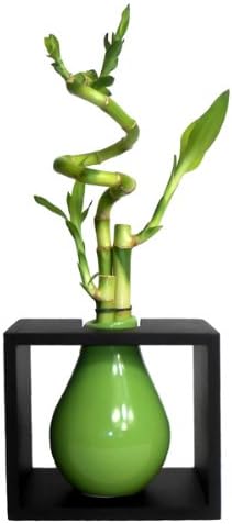 GoGoGreen88 - 3 Stems Spiral Lucky Bamboo in Framed Green Paint Drop Vase