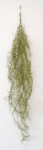 ????????(Kijapan) KI Japan 168904 Green Bush Spanish Moss