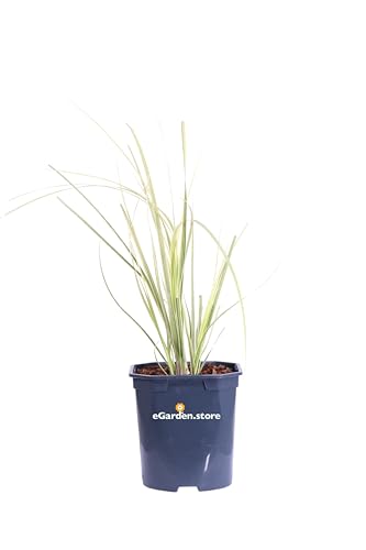 Pianta di Erba della Pampas Pianta di Cortaderia Selloana pianta da esterno pianta da giardino pianta graminacea Cortaderia ornamentale pianta vera venduta da eGarden.store (Splendid Star v.17 cm)