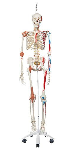 American 3B SCIENTIFIC A13/1 Skeleton Model with Muscle and Ligaments, Sam, Hanging Stand, 192.5 cm Height