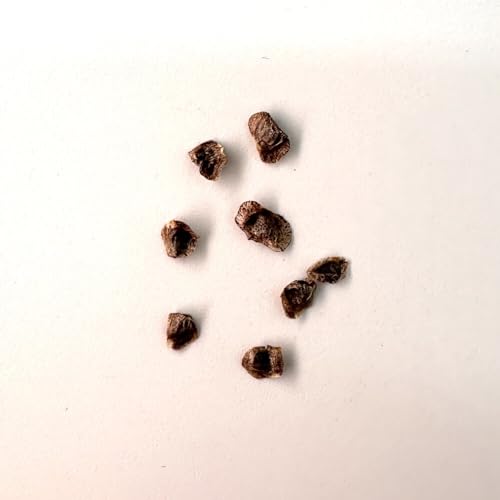 yqzAGEJXeBjAG 5s Aloe castilloniae