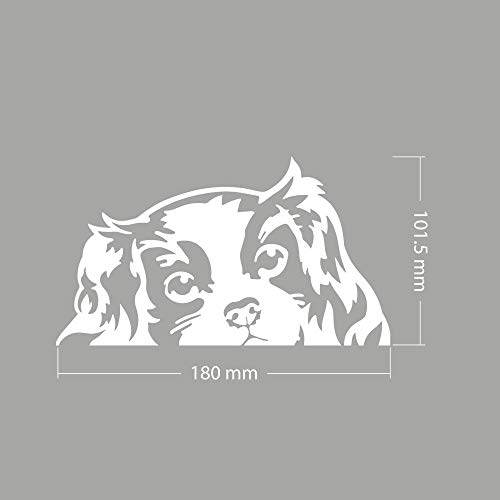 Image of WIRESTER 6 inch Clear Vinyl Decal Sticker Decoration for Car Window (Or Any Flat Surface) - Cavalier King Charles Spaniels Dog