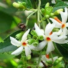 Pavizhamalli- Venus-Online Pavizhamalli/Parijatham, Night Jasmine, Gandhraj Garden Plant for Monsoon Season, 1 Live Healthy Plant (B0D73S4JJS) Amazon Price History, Amazon Price Tracker
