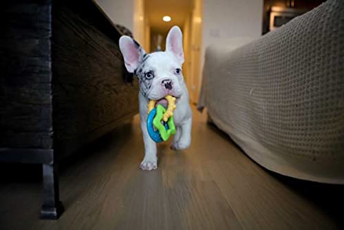 Image of Nylabone Puppy Power Chew Teething Rings Dog Chew Toy, Bacon Flavor, Small | For powerful chewing styles, durable puppy toys to keep them busy, puppy enrichment, for dogs up to 25 lbs