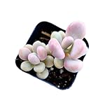 FOLIAGEMS Live Succulent Plants from USKC (2"Pot Pachyphytum Oviferum-Pink Moonstone)