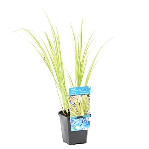 Acorus Ogono - Planta para estanque en maceta de jardín (diámetro de 9 cm, diámetro de 10-20 cm)