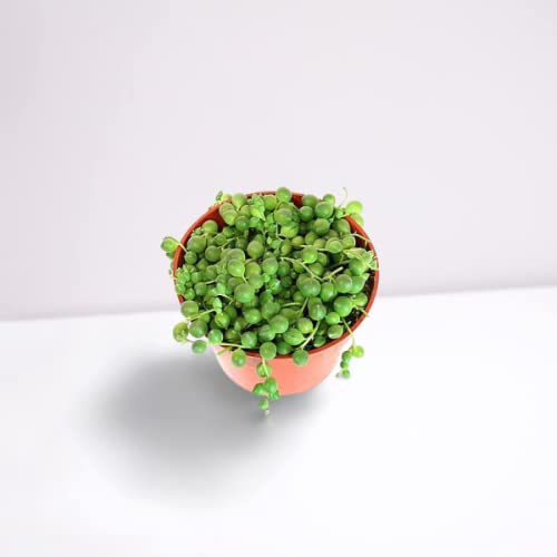 OhhSome Succulent Plant String Of Pearl, Senecio Rowleyanus, Indoor Plant, Hanging Fast-Growing, Home Décor|Indoor Plants|Living Room Dining Table|Kitchen - Best (Healthy Live Plant) (B09K4FKZCW) Amazon Price History, Amazon Price Tracker