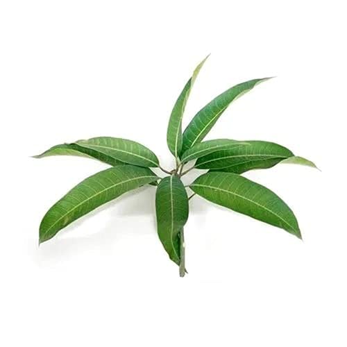 Fresh Mango Leaves, 1 Bunch.
