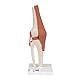 3B Scientific 3B Smart Anatomy A82 Kniegelenk + kostenlose Anatomie App - 3B Smart Anatomy