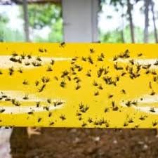 Big Yellow Sticky Roll/Trap(30cm*100mtr) for Control of All Harmful Flying Insects, Useful in Greenhouse, Tea Estate, Poultry, Polyhouse, etc-image-15