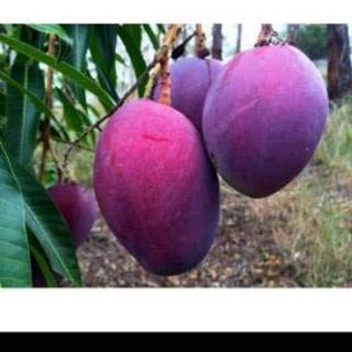 Exotica Orchids Malayasian Agrimania Mango Plant-Grafted (B08PZ7S9ZW) Amazon Price History, Amazon Price Tracker