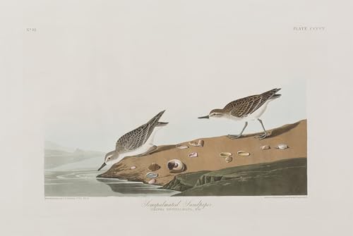 Impression oiseaux d'Amérique John Audubon, toile décoration murale grand format 60x90cm