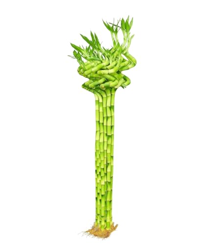 Image of Pot's & Plant's Spiral Lucky Bamboo Plant 90cm Dancing Sticks, Indoor Air Purifying Live Plant for Home & Office Decor, Feng Shui & Vastu Good Luck Plant with Growth Booster (12 Stalks (1 Bundle))