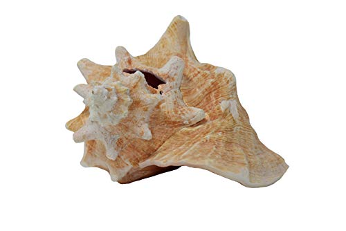 Nautical Beach Decor Boxed Jumbo Huge Bahama Queen Conch Seashell (Pink) - Bahamas Pink Conch Shell - 9"-10"