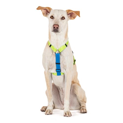 HUFT Basics Dog H-Harness – Neon Green & Blue (L) | Adjustable, Durable & Comfortable Design | Easy to Wear & Ideal for Small Breed Dogs, Training & Everyday Use