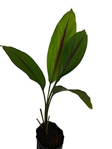 See full amazon price history chart for PLANTGENIC Black Turmeric Plant Curcuma caesia, Kali Haldi Rhizomes Medicinal Live Plant PLANTGENIC Black Turmeric Plant Curcuma caesia, Kali Haldi Rhizomes Medicinal Live Plant (B09LYFR32S) Amazon Price History, Amazon Price Tracker