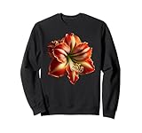 Stylish Amaryllis Flower Shapes Mania
