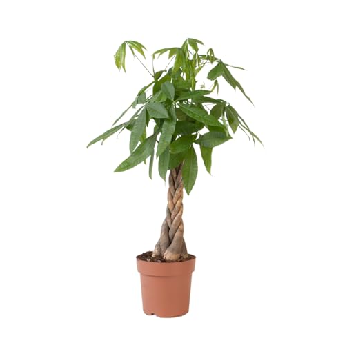 Plant in a Box - Pachira Aquatica - Geldbaum - Glückskastanie - Topf 24cm - Höhe 100-120cm