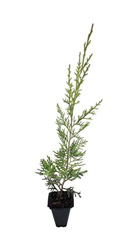 Keteleeri Juniper - 30 Live Trees - Juniperus Chinensis #TOP1