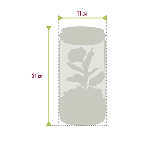 vdvelde.com - Ecosysteem plant met lamp - Ecoworld Weck Glas met Lamp + 1 Mini Bonsai Ginseng - Ø10,5 cm - Hoogte 21 cm - Afbeelding 8