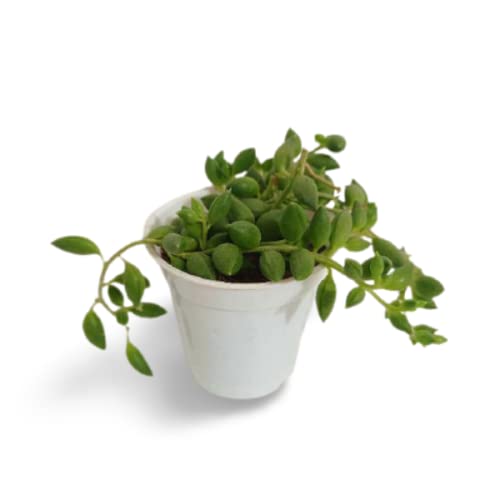 OhhSome Succulent Plant Hanging Plants|String Of Bananas (Senecio Radicans) Live With Bluish Grey-Green Indoor|Outdoor For Home & Garden (Healthy Plant) (B09K4HPW2V) Amazon Price History, Amazon Price Tracker
