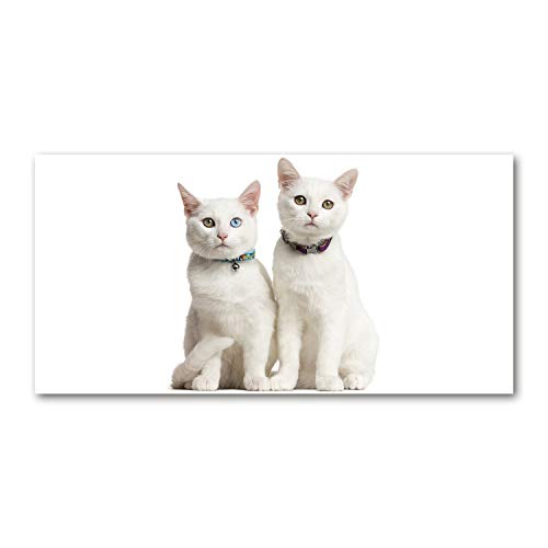 Splashback en verre de sécurité 100x50cm anti-éclaboussures motif chat