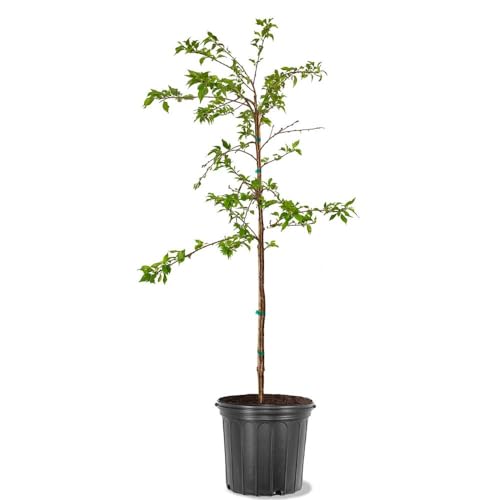 Generic Cherry Flowering Tree, 5 gal. (Yoshino), Green