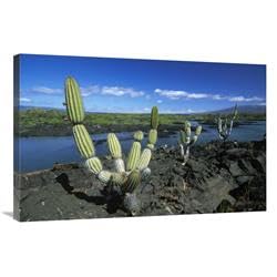 24 x 36 in. Giant Candelabra Cactus Isabella Island, Galapagos Islands, Ecuador Art Print - Winfried Wisniewski
