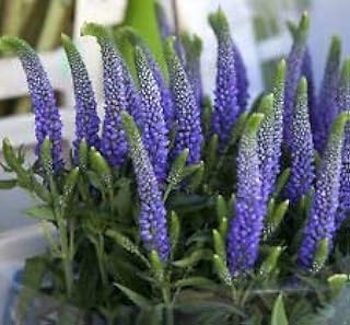 Veronica LONGIFOLIA, 115 Seeds, Long Leaf Speedwell, Pink and Blue Flower Spikes