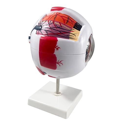 Image of Haobase 6X Enlarged Human Eye Anatomy Model, Magnified Eyeball with Detachable Bracket